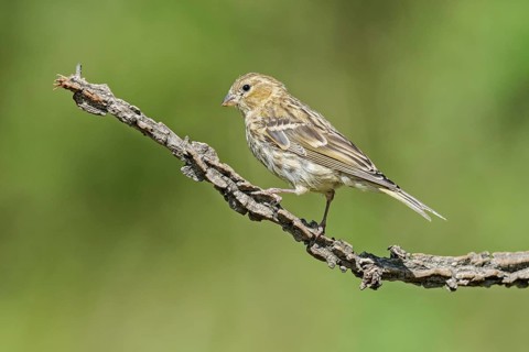European Serin (Serinus serinus) juvenile perched on a branch, Aosta Valley, Italy