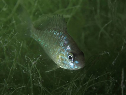 Pumpkinseed sunfish (Lepomis gibbosus) with shimmering colouration in the green water. Dive site