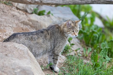 One European wildcat, Felis silvestris silvestris, standing on a rock. Big branch in the background