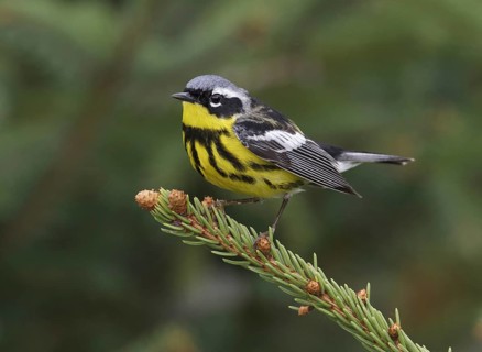 Magnolia Warbler (Setophaga magnolia), Maine, USA