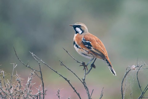 Cinnamon Quail-thrush (Cinclosoma cinnamomeum) male, South Australia, Australia