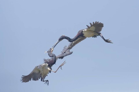 Tricolored Heron (Egretta tricolor) fighting in flight, Texas, USA