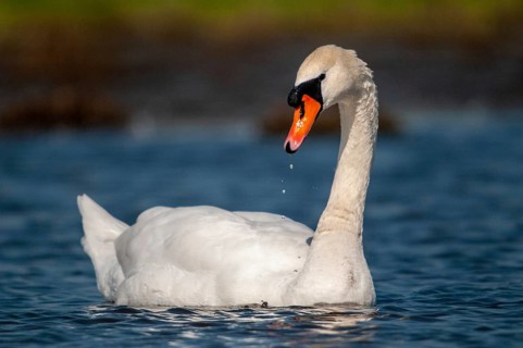 Cygnus olor, mute swan, anatidae, birds, duckbirds, cusp swan, swans, swans, birds, waterbirds