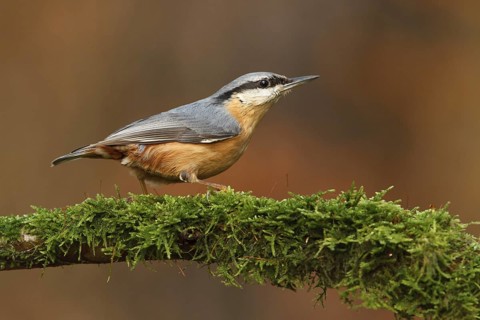 Eurasian Nuthatch (Sitta europaea), Utrecht, Netherlands