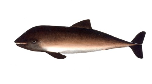 Fish, Fish, Delphinus phocoena, Phocoena phocoena, Harbour porpoise, Brown fish, the harbour