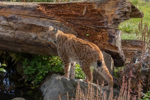 One Eurasian lynx, (Lynx lynx), sitting on a rock with a some green vegetation, a pond and a log in