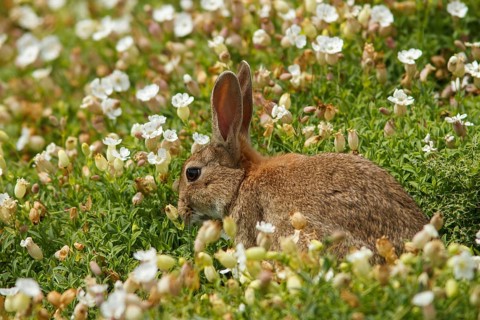 European Rabbit (Oryctolagus cuniculus), feeding on field, Isle of May, Scotland, United Kingdom