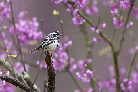 Black-and-white Warbler (Mniotilta varia), Ohio, USA