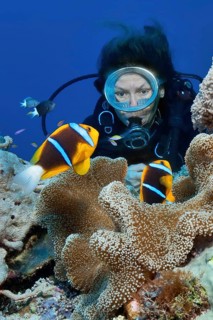 Diver looking at a pair of orange-fin clownfish (Amphiprion chrysopterus) at close range