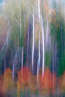 Autumnal forest, alienation through long exposure, Germany