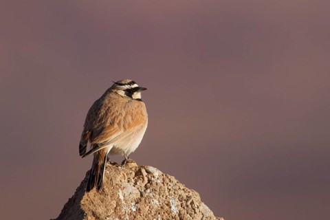 Temminck's Lark (Eremophila bilopha), Morocco