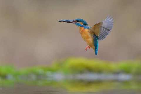 Kingfisher (Alcedo atthis), in flight with fish in its beak, Lechauen, Bavaria, Germany