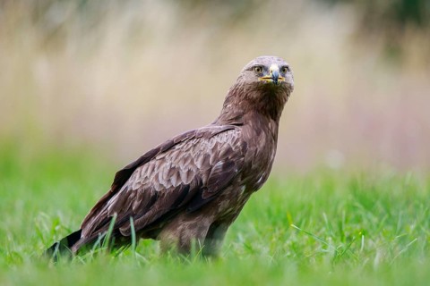 Lesser Spotted Eagle (Clanga pomarina) on grassland, Poland