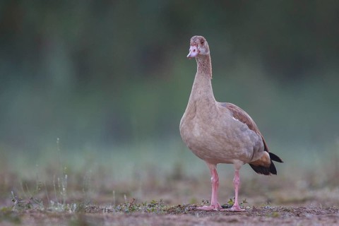 Egyptian Goose (Alopochen aegyptiaca) juvenile, North Rhine-Westphalia, Germany