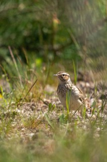 Brandenburg, Germany, headlark, Lullula Arborea, Nabu project, national natural heritage, natural