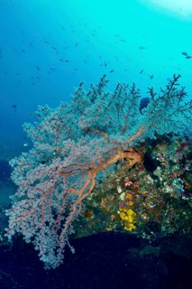 A fascinating red fan coral (Melithaea ochracea) resting on colourful underwater rocks, surrounded