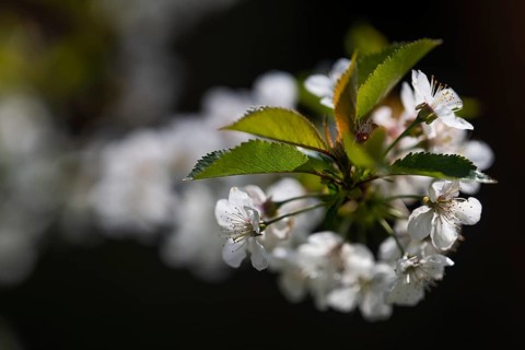 Blossoming cherry blossom branch, Baden-Württemberg, Germany