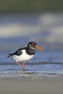 Eurasian Oystercatcher (Haematopus ostralegus) juvenile, Netherlands