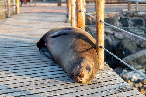 Sea lion (Zalophus wollebaeki), San Cristobal, Galapagos, Ecuador