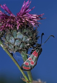Carniolane burnet, eastern burnet moth, esparset ram, Carniola ram, zygaena carniolica, blood