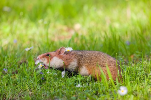 A European hamster (Cricetus cricetus), Eurasian hamster, black-bellied hamster or common hamster,