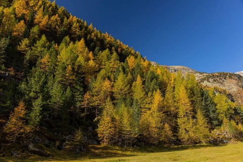 A mountain forest in fall foliage on a bright sunny morning. Seen from the Malta Hochalm road.