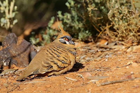 Spinifex Pigeon (Geophaps plumifera) resting on the ground, Northern Territory, Australia