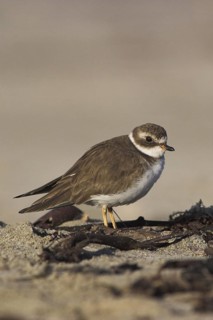 Semipalmated Plover (Charadrius semipalmatus), Costa Rica