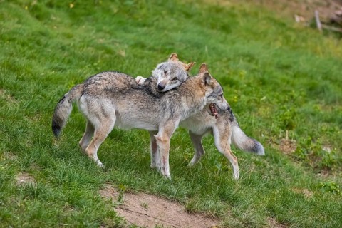 Two adult male eurasian gray wolves (Canis lupus lupus), social behaviour, dominance