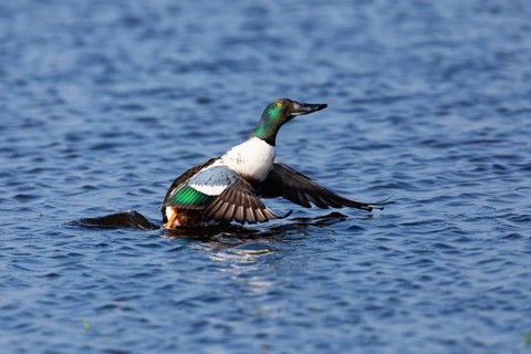Northern Shoveler (Anas clypeata), male duck taking off in flight from lake, island of Texel,