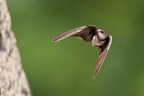 Sand martin (Riparia riparia), approaching the breeding tube, Reussegg nature reserve, Canton