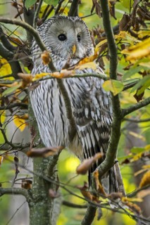 Ural owl (Strix uralensis) perched in tree in forest, native to Scandinavia, montane eastern Europe
