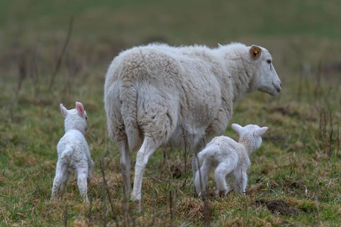Sheep, Moorschnucke with their two lambs, Othenstorf, Mecklenburg-Western Pomerania, Germany