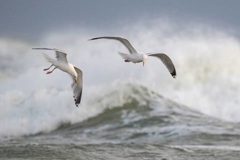 Herring gulls (Larus argentatus) in flight over the surf looking for starfish, Hvide Sande, North