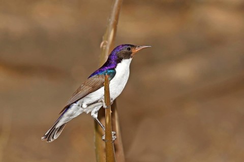 Eastern Violet-backed Sunbird (Anthreptes orientalis) male, Lake Baringo, Kenya
