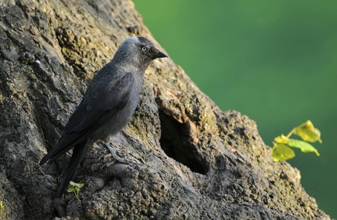 Dohle (Corvus monedula), Jackdaw, Altvogel an der Bruthoehle, Mai, Borken, Muensterland,