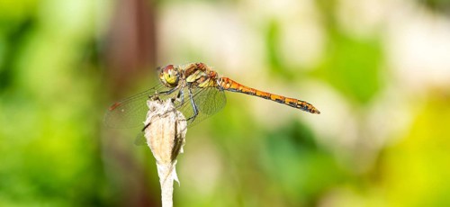 Common darter (Sympetrum striolatum), sunbathing on a dry plant stem, wings spread, blurred green