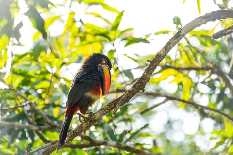 Fiery billed aracari preening on branch, close view, beak transilluminated revealing veins, Osa