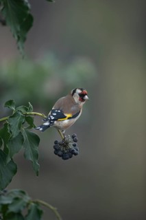 European goldfinch (Carduelis carduelis) adult garden bird on an Ivy tree branch, England, United