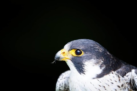 Side view of a falcon against a dark background, peregrine falcon (Falco peregrinus), adult bird of