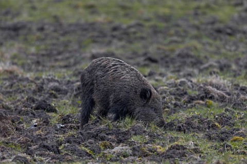 White wagtails are food opportunists, here two birds accompany a wild boar (Sus scrofa) in search