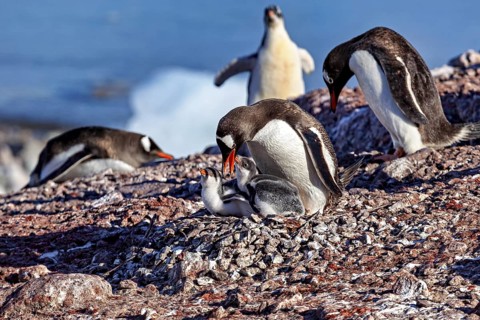 Adult penguins lovingly caring for their chicks near the sea, Gentoo penguin (Pygoscelis papua) in