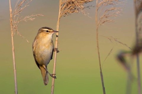 Schilfrohrsänger, Sedge Warbler, Acrocephalus schoenobaenus, Phragmite des joncs, Carricerín Común