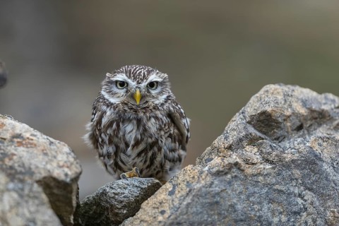 One little owl (Athene noctua) sitting on a stone inside the ruins of an ancient castle