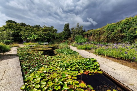 Water lilies on a pond, rain clouds, Mount Congreve Gardens, gardens, County Waterford, Ireland