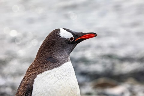 Close-up of a penguin portrait in front of a blurred sea background, gentoo penguin (Pygoscelis