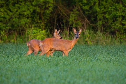 Roe Deer (Capreolus capreolus), female or doe with a year old fawn, standing on a field looking