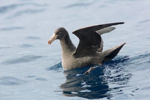 Northern Giant Petrel (Macronectes halli), Victoria, Australia