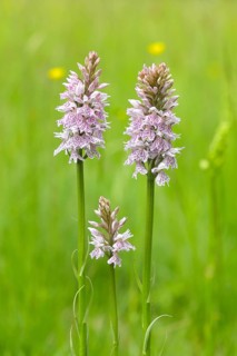 Moorland spotted orchid (Dactylorhiza maculata), in a green meadow on a spring morning, nature