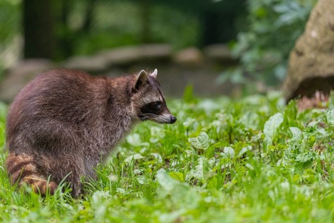 One adult Raccoon, Procyon lotor, walking on a green meadow. Green vegetation in the background
